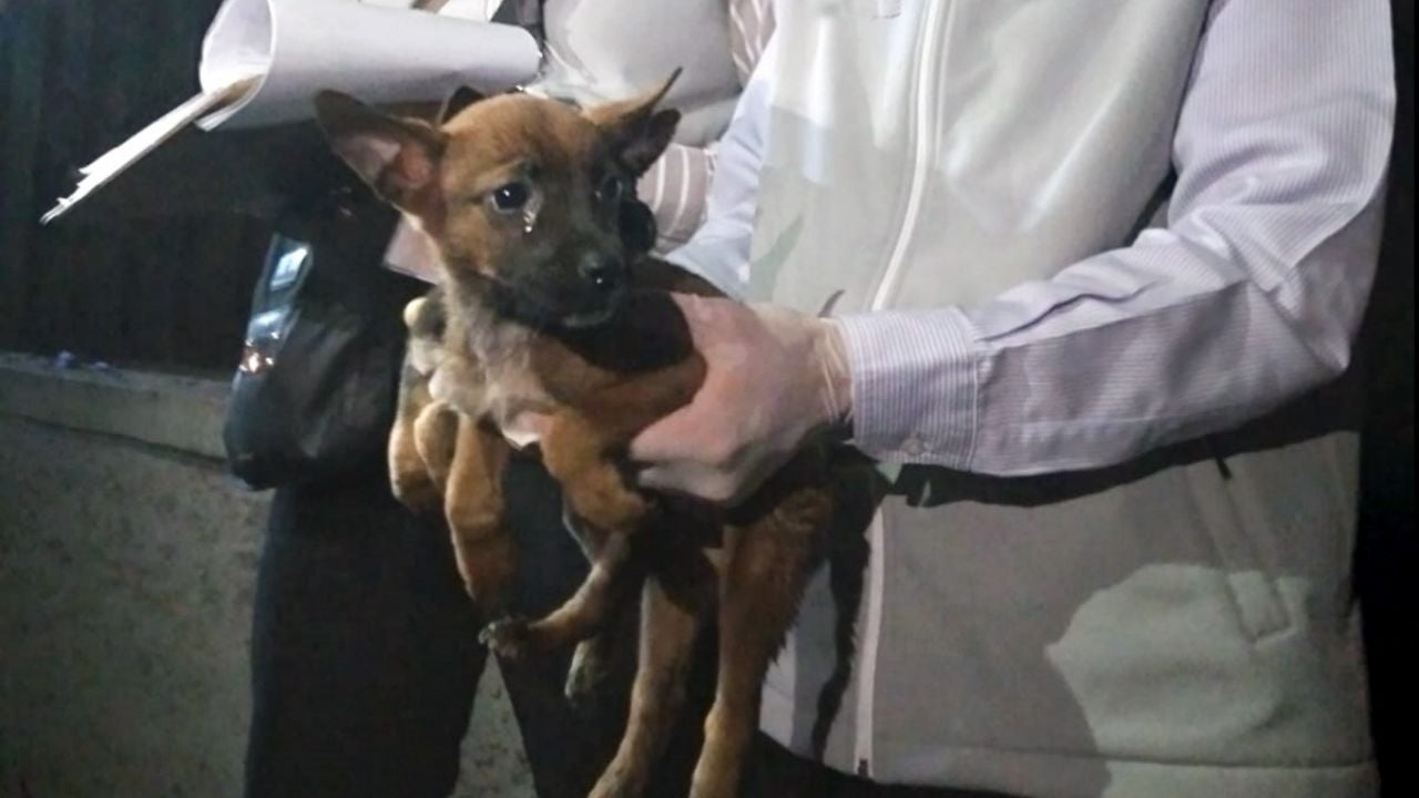 Mujer es vinculada por maltrato animal por tener perros desnutridos en ...