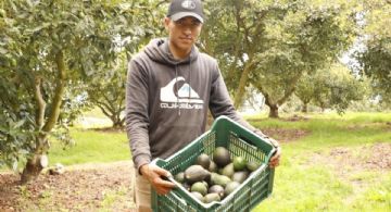 Aguacateros mexiquenses están por arrancar exportaciones a Estados Unidos: Sedeco