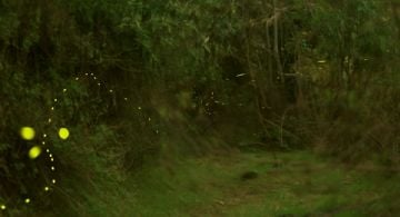 Temporada de Luciérnagas 2025 en EDOMEX: ¿En qué lugares puedes vivir la experiencia de la bioluminiscencia?
