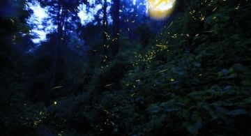 Festival de Luciérnagas en Edomex: Lista actualizada 2025 de Parques Ecoturísticos para verlas